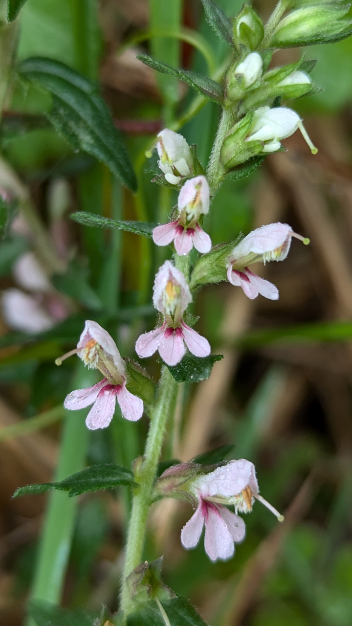 Odontite de printemps